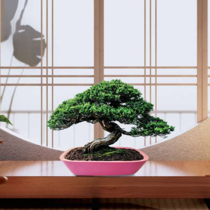 Bonsai Tray Square Planter