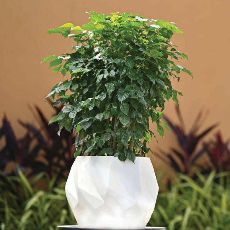 Onyx H Planter